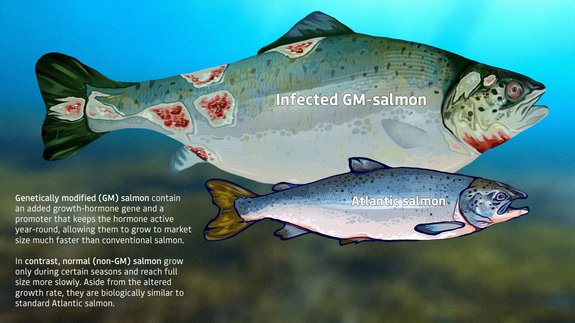 Cellfish_01 Cellfish_01