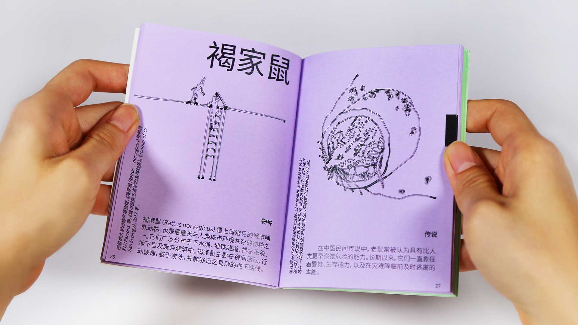 Shanghai – Animal Code